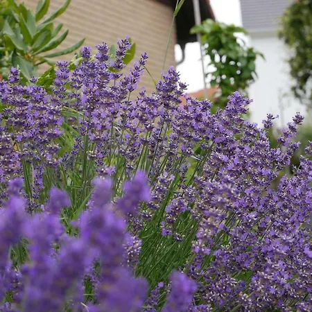 Haus Philipp Apartment Bad Urach